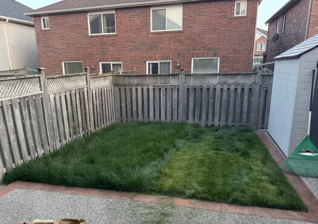 A badly overgrown backyard lawn before &mdash; the homeowner had started and given up.