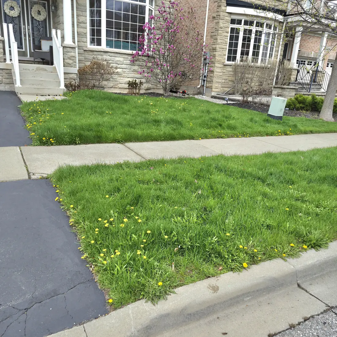 A front lawn before: overgrown and full of dandelions.