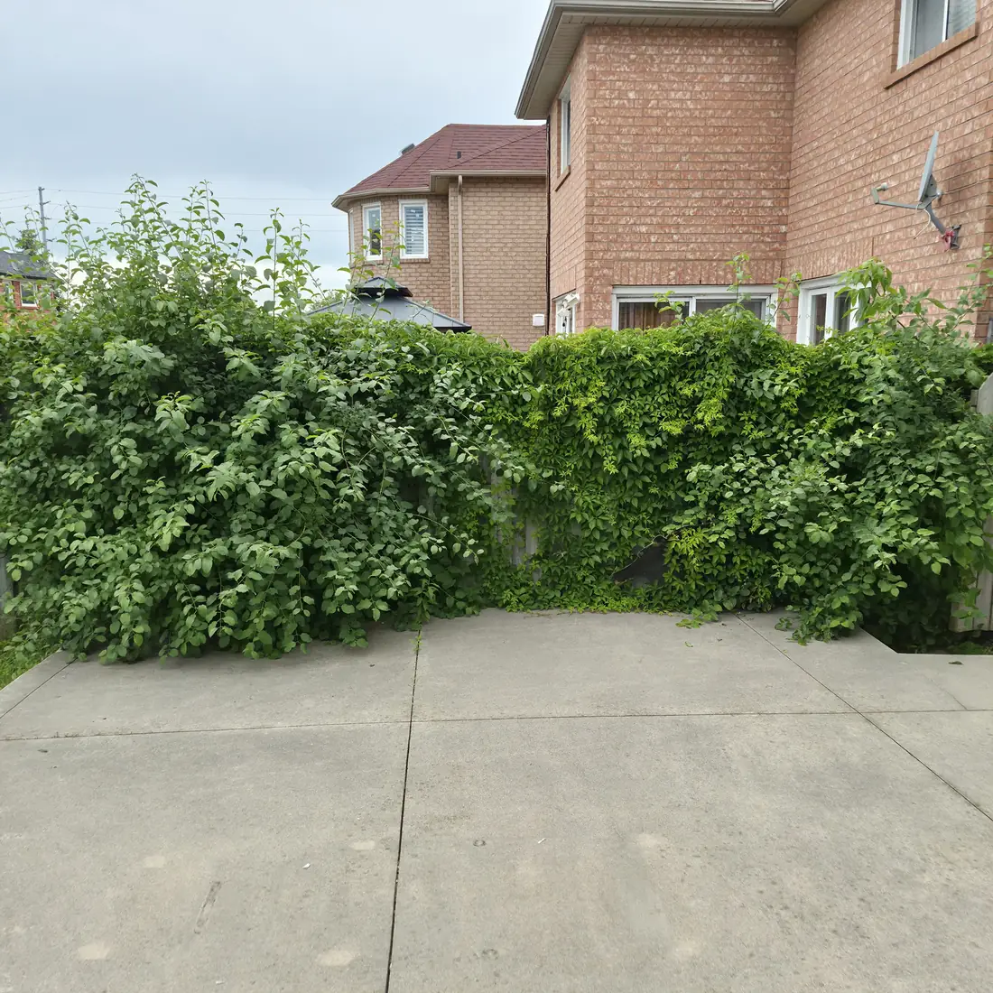 A wood fence completely buried under a thick curtain of climbing vines.