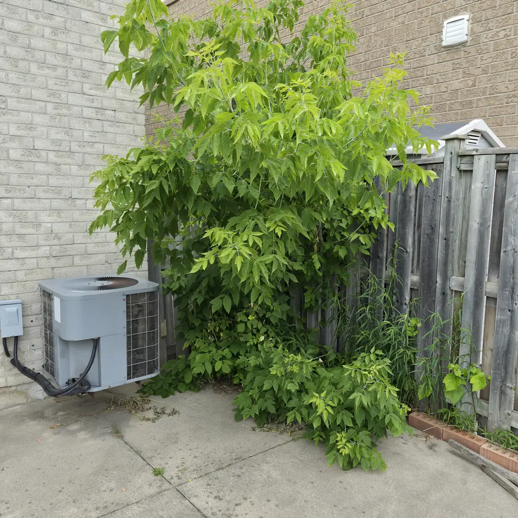 A patio corner by the AC unit overtaken by a large weedy shrub.