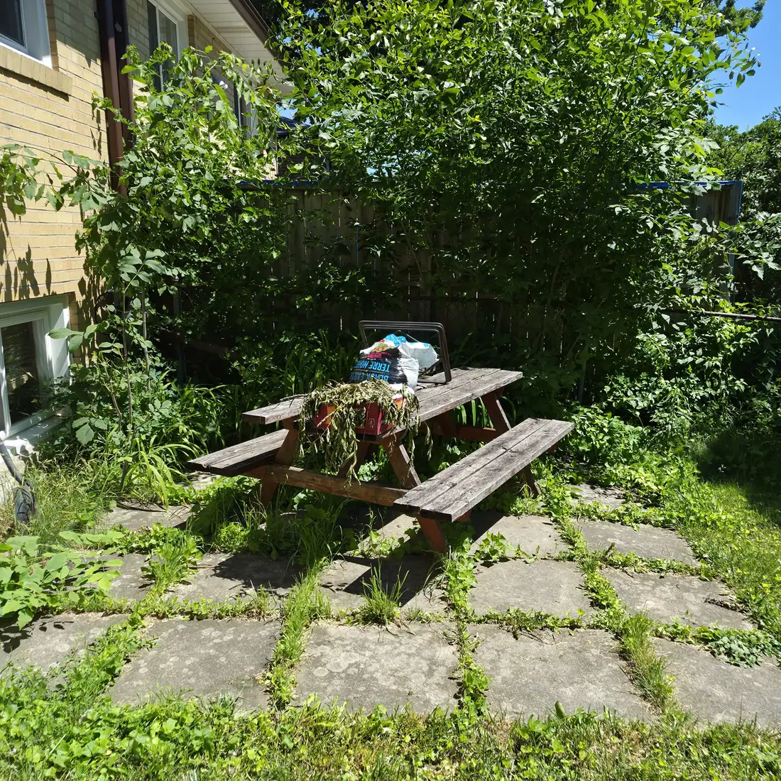 A backyard patio and picnic table swallowed by weeds and brush.