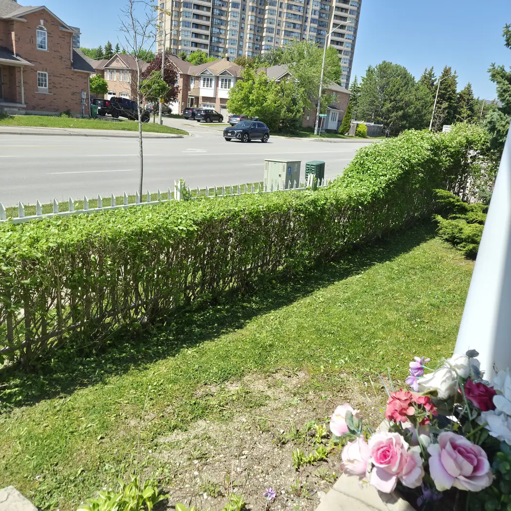The same hedge cut back level and clean.