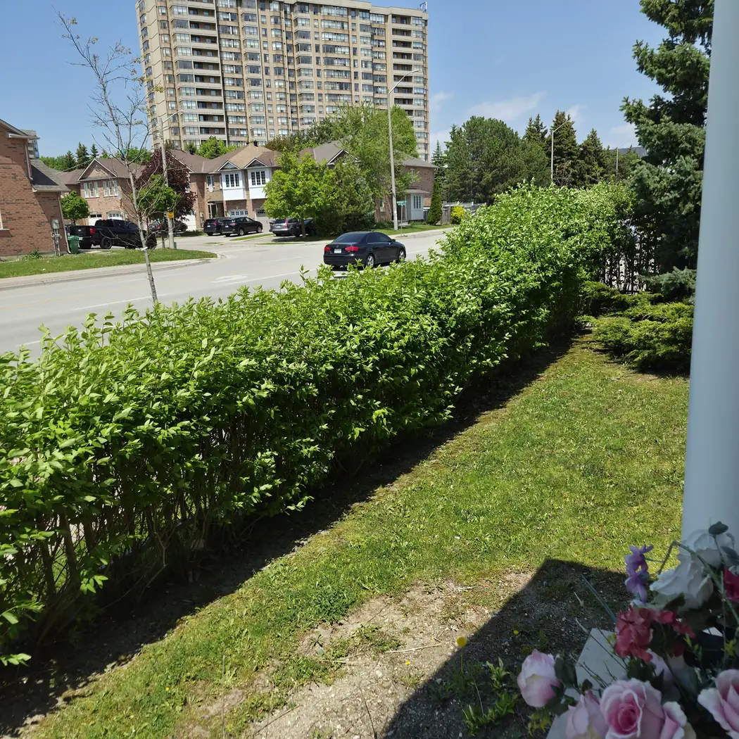 A tall, uneven privet hedge along the front walk before trimming.